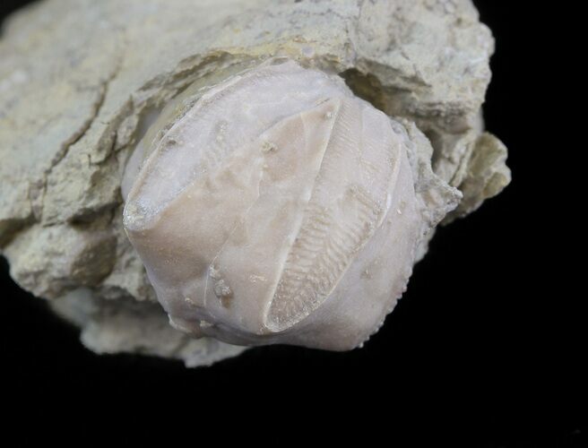 Blastoid (Pentremites) Fossil - Illinois #45033